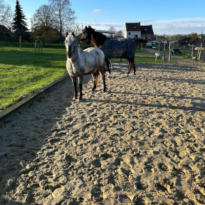 Van den Ende, Helena Helena Van den Ende